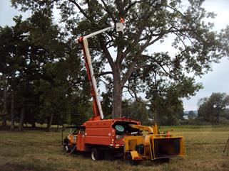 bucket truck, tree trimming